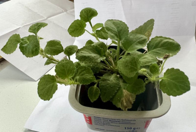 2024-02-05 Viola nanlingensis 1.jpg