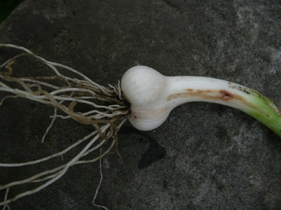 c_allium_2.jpg