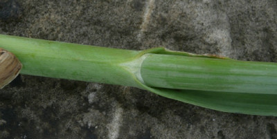 c_allium_3.jpg