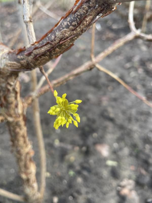 Cornus mas Blüte 2024.jpg