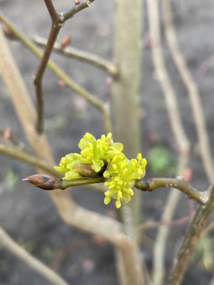 Lindera obtusiloba Blüte 2024.jpg
