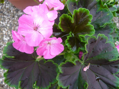 P.-Flower-Power-2.jpg