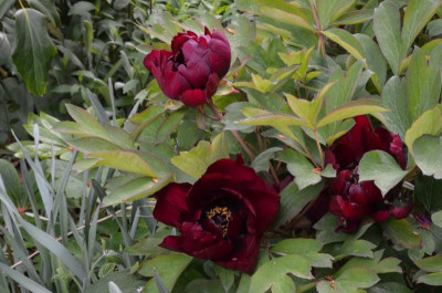 Paeonia-Mo Run Jue Lun.22-2.jpg