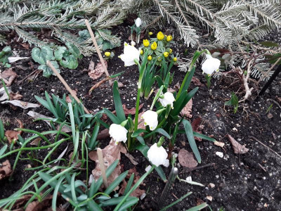 Leucojum.jpg