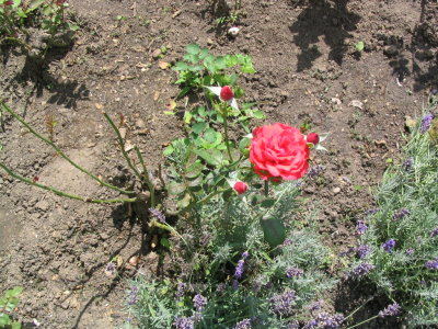 rosenbild2.jpg