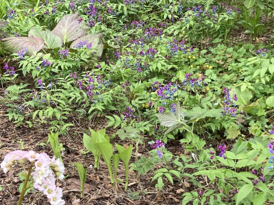 Lathyrus vernus, Bergenia, Rodge, Colch. (1).JPG