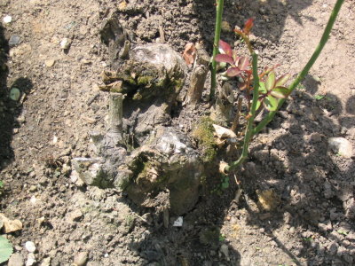 rosenbild3.jpg