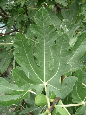Blatt3.jpg