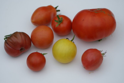 Tomaten07.2008.jpg