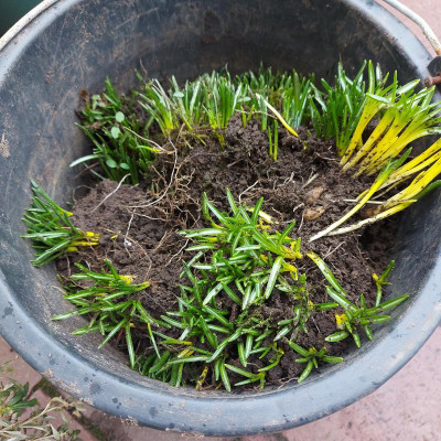 20240209_152257 Ornithogalum umbellatum.jpg