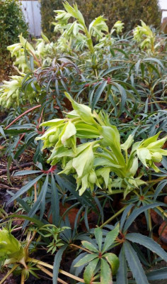 20240209_184808 Helleborus foetidus.jpg