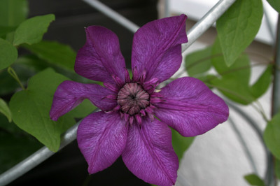 Clematis0308.jpg