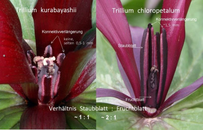 Trillium_kuraba-chloro_Bl_tenvergleich_min.jpg
