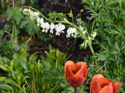 Dicentra_spectabilis_alba.20-1.jpg