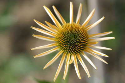 Echinacea-Harvest-Moon-2008-07-10_2025.jpg