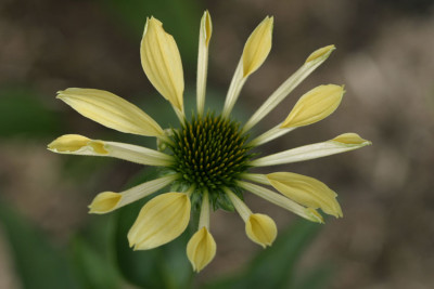 Echinacea-Sunrise-2008-07-10_2027.jpg
