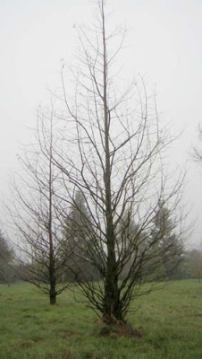 77Metasequoia.jpg