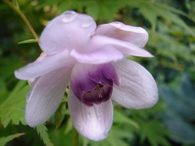 Anemonopsis_macrophylla.JPG