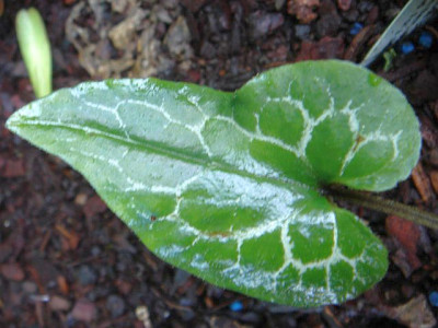 Asarum_epigynum_Silver_Web.JPG
