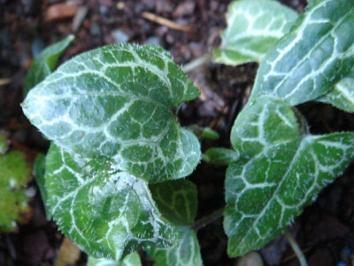 Asarum_epigynum_Silver_Web_1.JPG