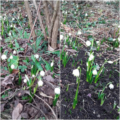 Leucojum.jpg