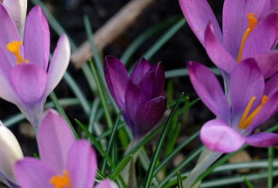 DSC_8243_DxO.jpg
