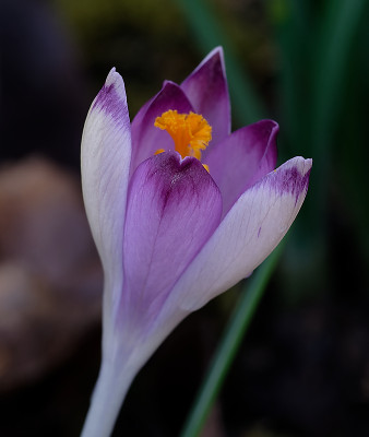 DSC_8235_DxO.jpg