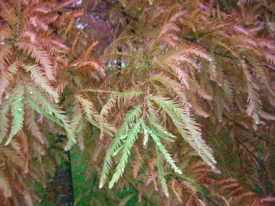 77Taxodium_foliage.jpg