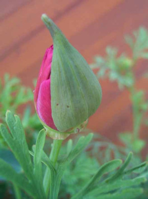 CalMohn-CR.JPG