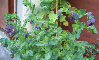 Wachsblume_ganz.JPG