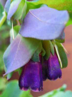 Wachsblume_Blueten.JPG