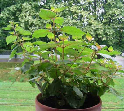 Fuchsie_Panique_07_08.JPG