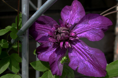 Clematis0408.jpg