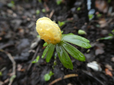 Eranthis hyemalis 'Schwefelglanz' 240211k.jpg