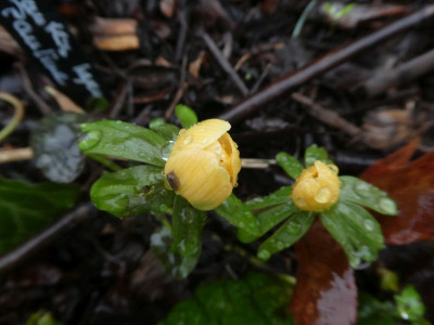 Eranthis hyemalis 'Pauline' 240211k.jpg