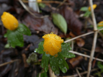 Eranthis hyemalis 'Schlyter's Orange' 240211k.jpg