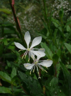 c_gaura.jpg