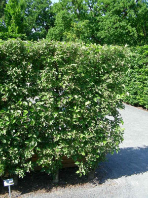 Malus ´Evereste´.JPG