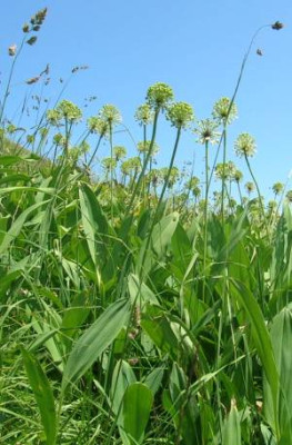 Allermannsharnisch_Allium_victorialis.jpg