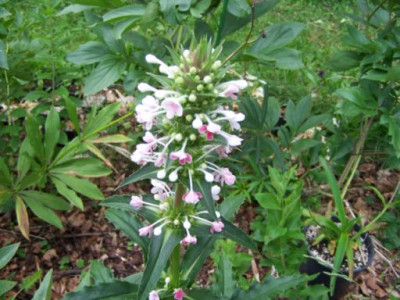 100_1429_MORINA_longifolia___500.jpg