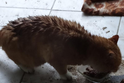 garfield01.jpg