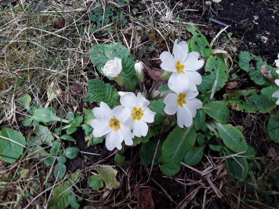 Primula.jpg