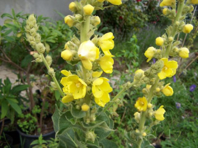 100_1431_VERBASCUM_densiflorum___640.jpg