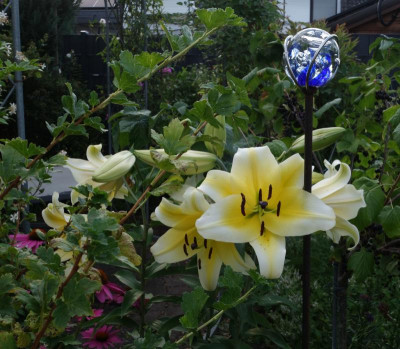 Lilium-Concador.23-1.jpg