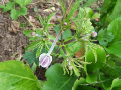 100_1435_ANEMONE_rivularis_abends___640.jpg