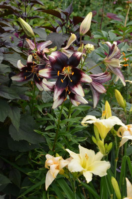 Lilium-StraciatellaEvent.21-1.jpg
