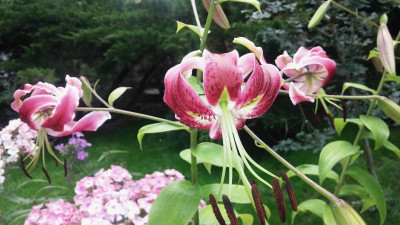 20160725_114753.jpeg