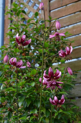 Lilium_martagon.16-2.jpg