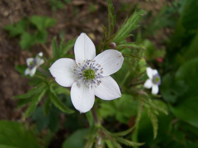 100_1436_ANEMONE_rivularis___800.jpg
