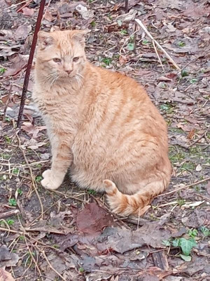 garf.jpg